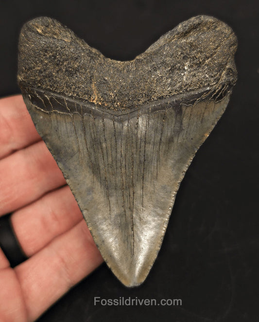 3.55" Fossil Megalodon Tooth for Sale - Beaufort, South Carolina | Fossil Driven - Fossil Driven