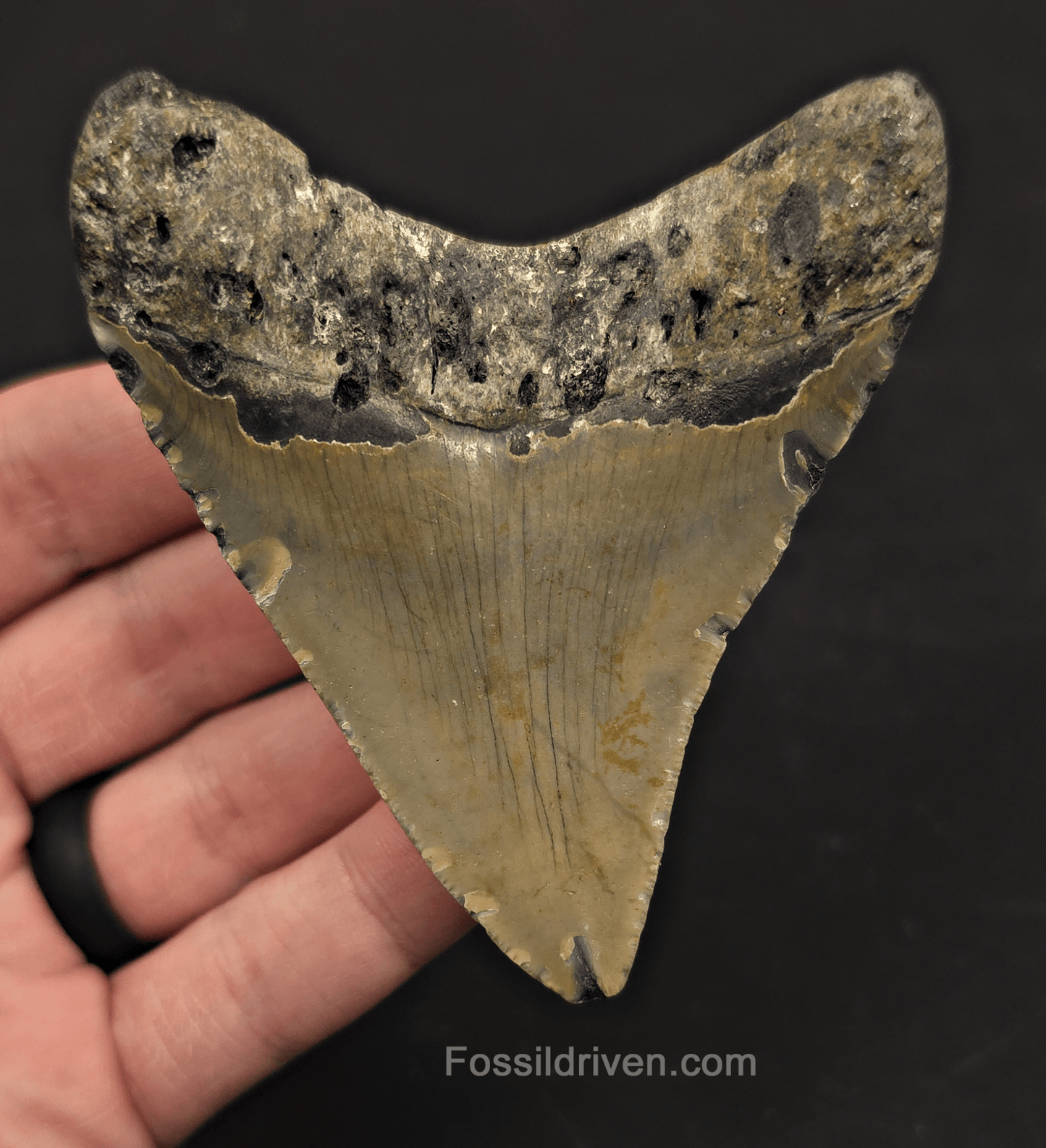 3.56" Fossil Megalodon Tooth – North Carolina | Fossil Driven - Fossil Driven