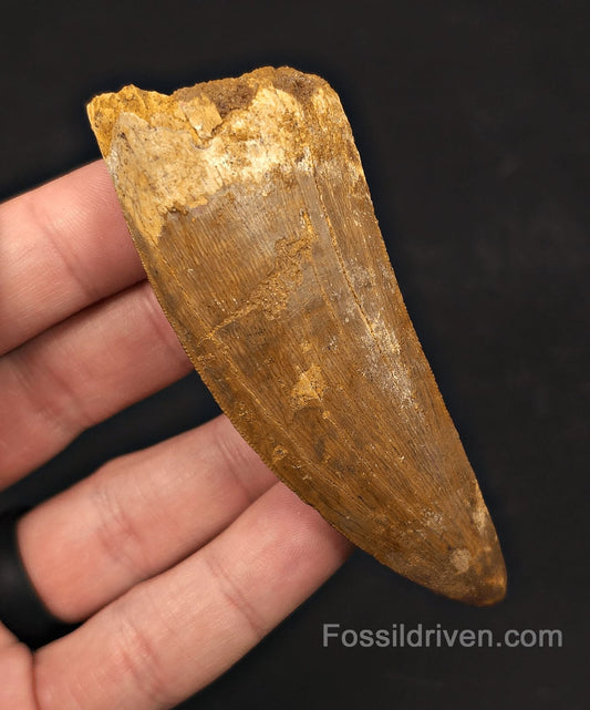 3.56" Serrated Carcharodontosaurus Tooth - Huge Dinosaur Tooth - Fossil Driven