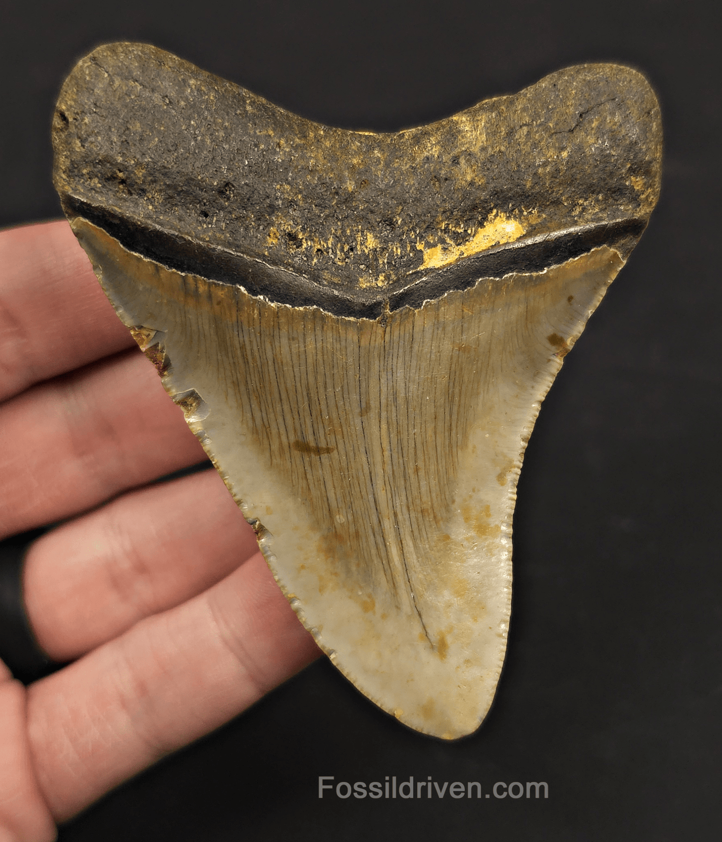 3.59" Fossil Megalodon Tooth – North Carolina | Fossil Driven - Fossil Driven