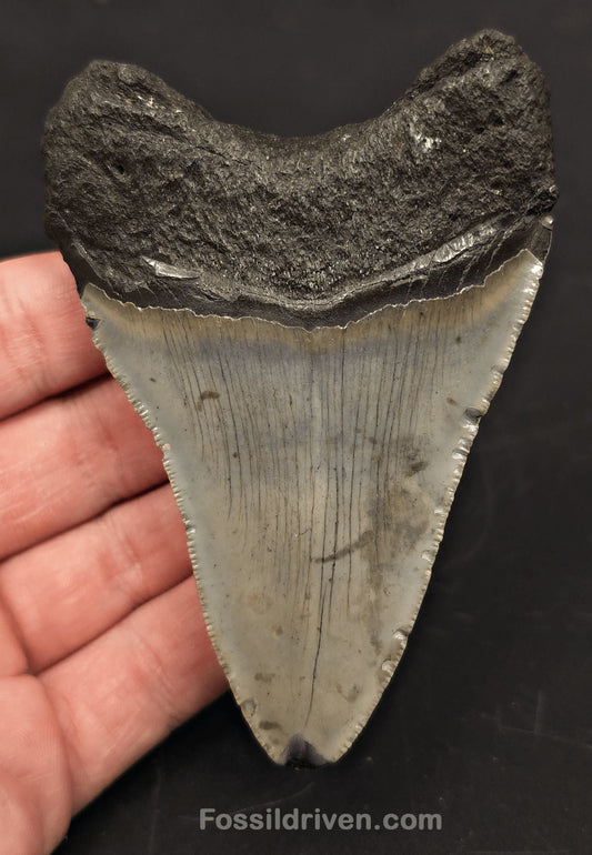 3.85" Fossil Megalodon Tooth - North Carolina | Fossil Driven - Fossil Driven