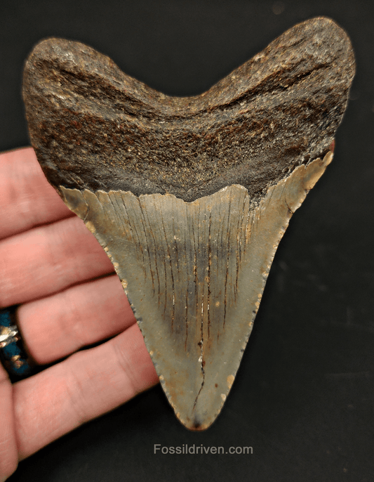3.91" North Carolina Megalodon Tooth - Complete Specimen - Authentic Fossil Shark Tooth - Fossil Driven