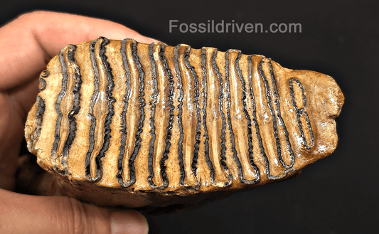 4.00" Fossil Woolly Mammoth Tooth – North Sea | Fossil Driven - Fossil Driven