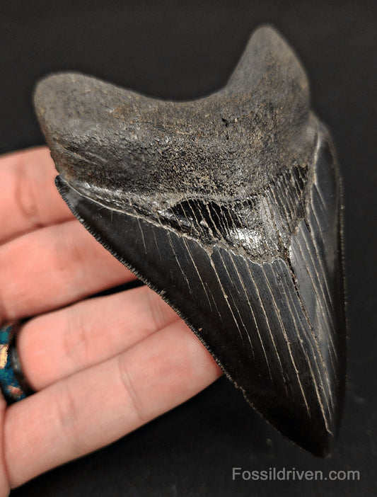 4.00" High-Quality Fossil Megalodon Tooth - Beaufort, South Carolina | Fossil Driven - Fossil Driven