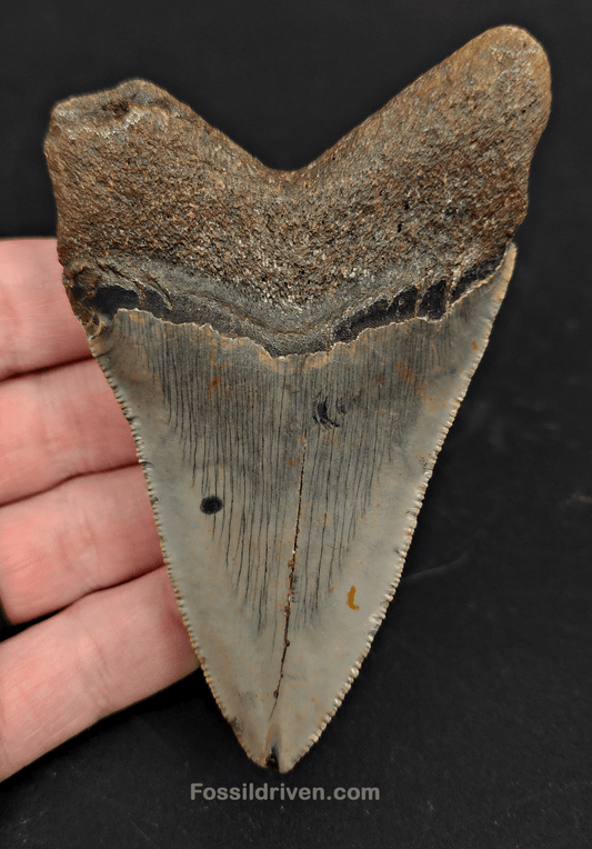 4.00" North Carolina Megalodon Tooth - Complete Specimen - Authentic Fossil Shark Tooth - Fossil Driven