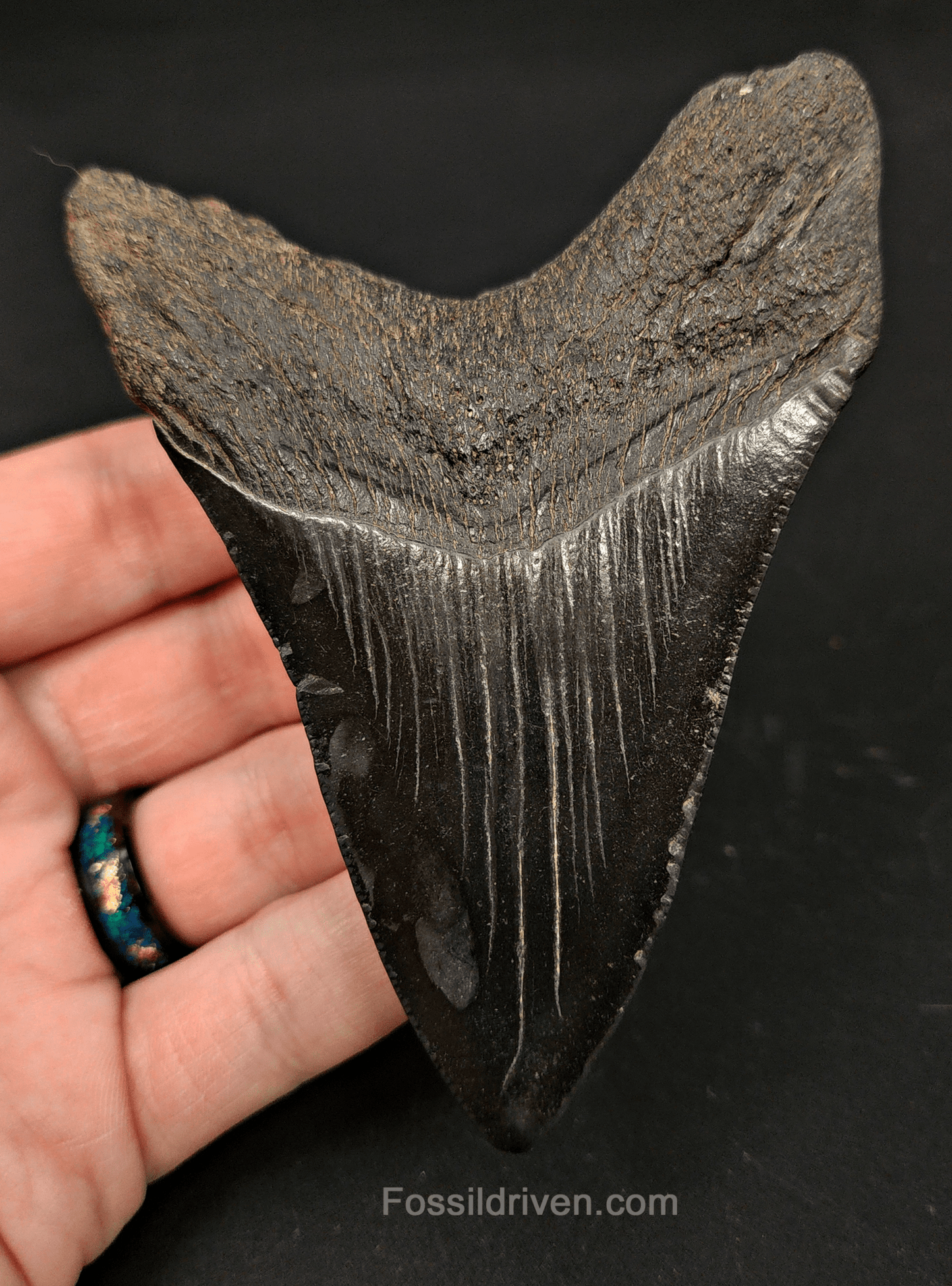 4.16" South Carolina Megalodon Tooth - Complete Specimen - Authentic Fossil Shark Tooth - Fossil Driven