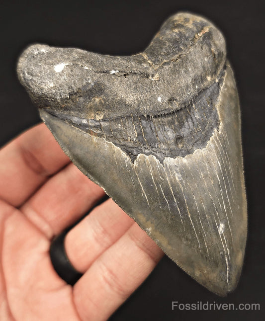 4.37" Fossil Megalodon Tooth - Venice, Florida | Fossil Driven - Fossil Driven
