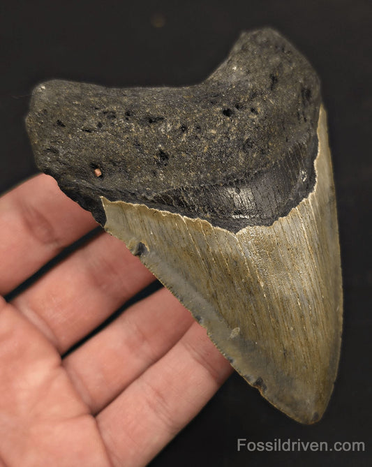4.42" Megalodon Tooth Fossil - North Carolina | Fossil Driven - Fossil Driven
