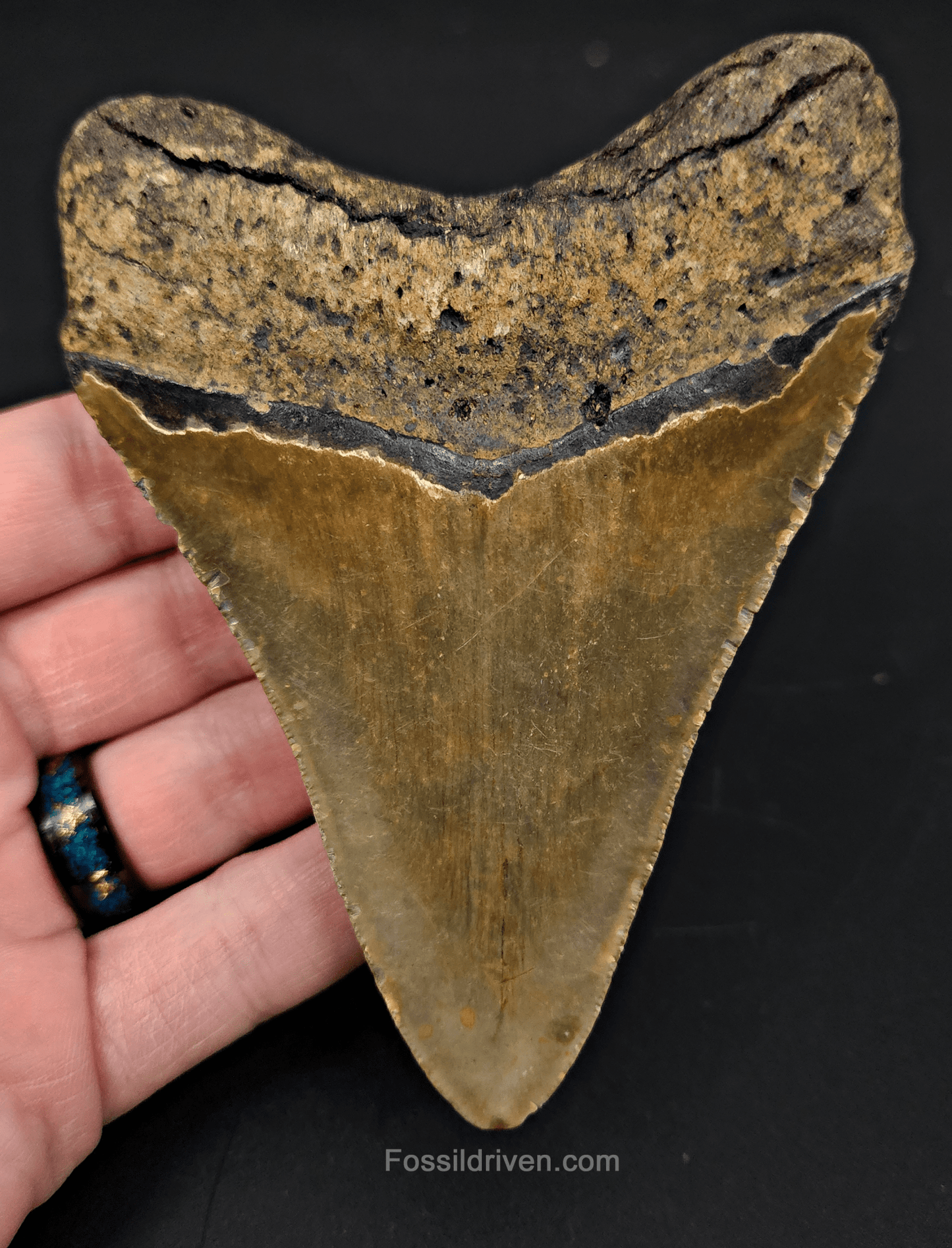 4.51" North Carolina Megalodon Tooth - Complete Specimen - Authentic Fossil Shark Tooth - Fossil Driven