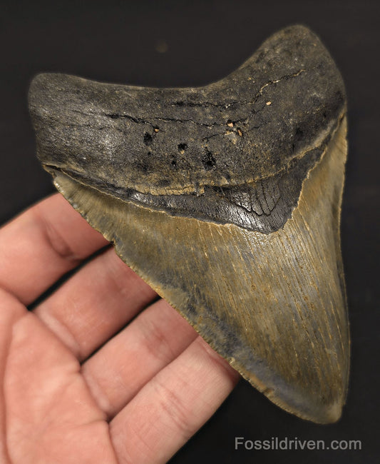 4.62" Fossil Megalodon Tooth - North Carolina | Fossil Driven - Fossil Driven