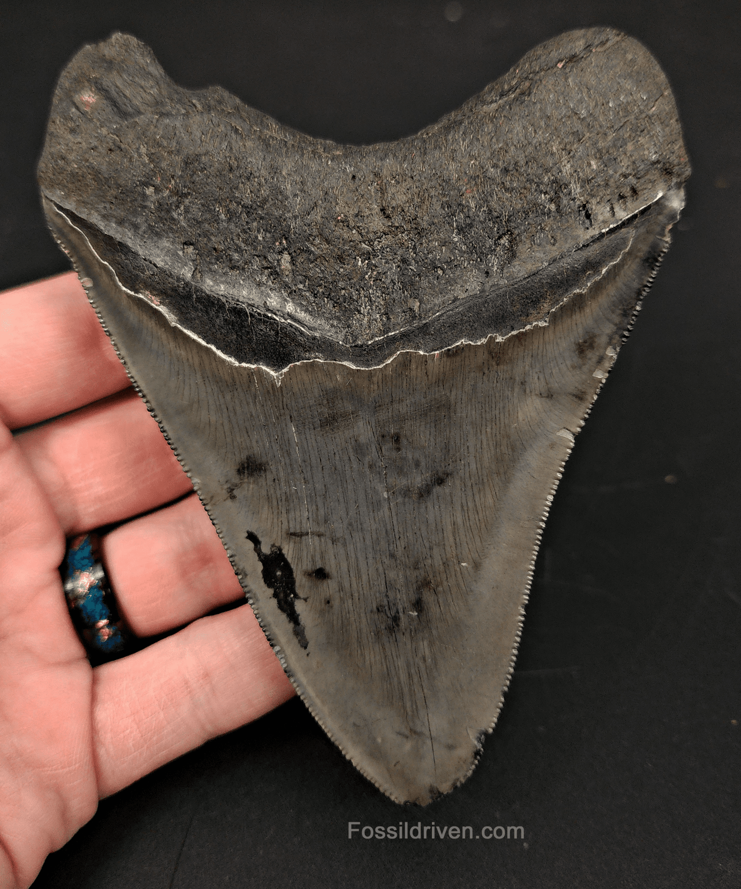 4.63" South Carolina Megalodon Tooth - Complete Specimen - Authentic Fossil Shark Tooth - Fossil Driven