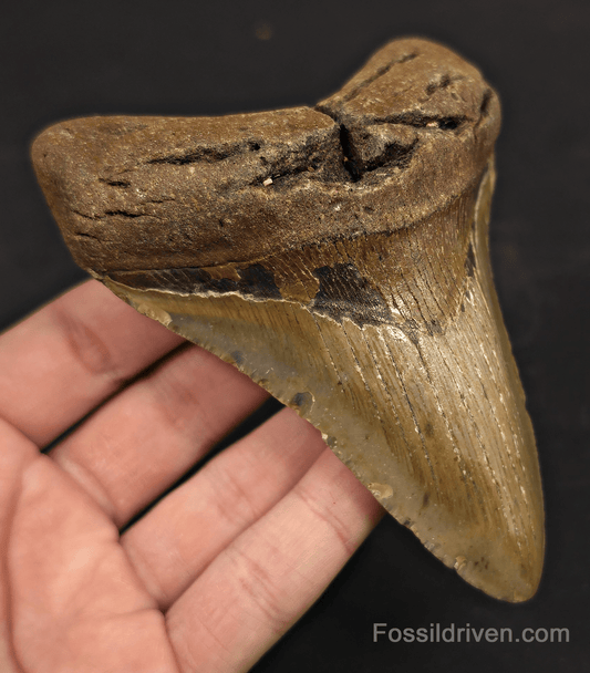 4.65" Fossil Megalodon Tooth - North Carolina | Fossil Driven - Fossil Driven