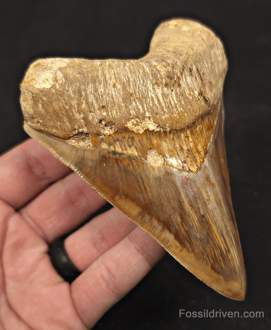 4.69" Colorful Fossil Megalodon Tooth - Java, Indonesia - Fossil Driven