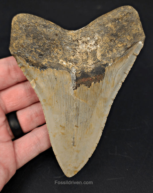 4.71" Fossil Megalodon Tooth - North Carolina | Fossil Driven - Fossil Driven