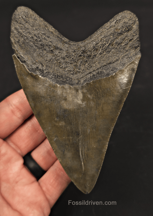 5.01" Fossil Megalodon Tooth - Beaufort, South Carolina | Fossil Driven - Fossil Driven