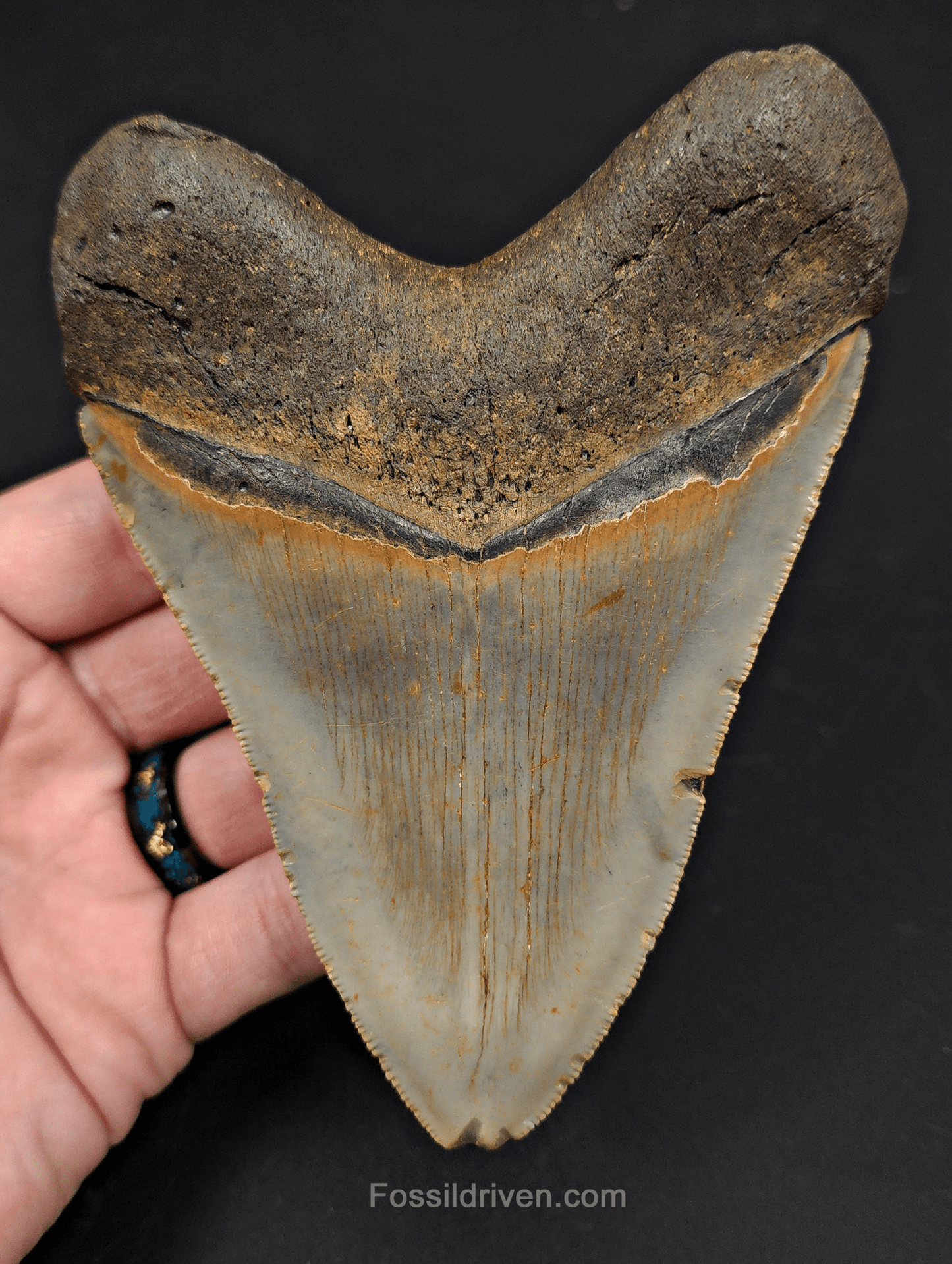 5.04" North Carolina Megalodon Tooth - Complete Specimen - Authentic Fossil Shark Tooth - Fossil Driven