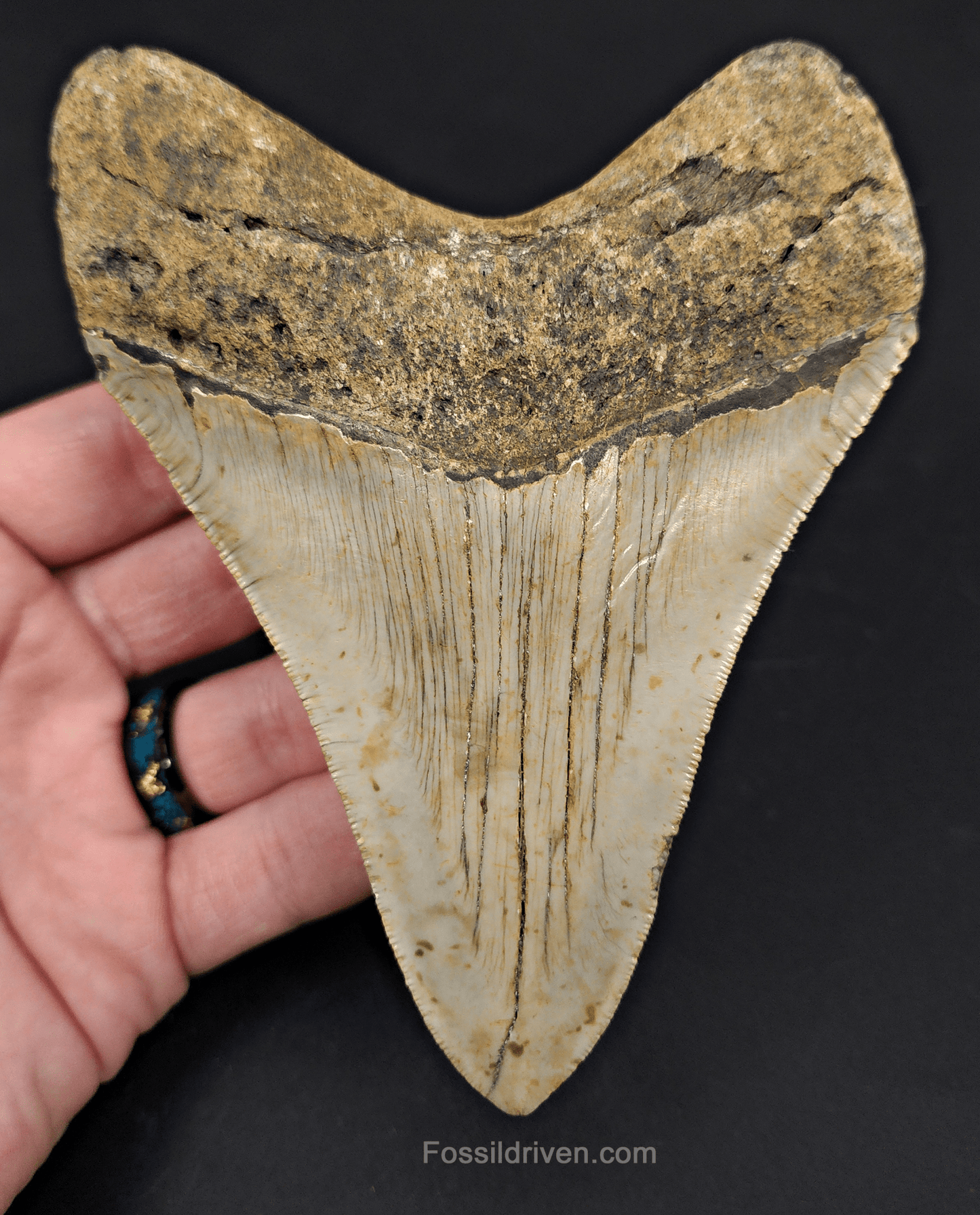 5.04" North Carolina Megalodon Tooth - Complete Specimen - Authentic Fossil Shark Tooth - Fossil Driven