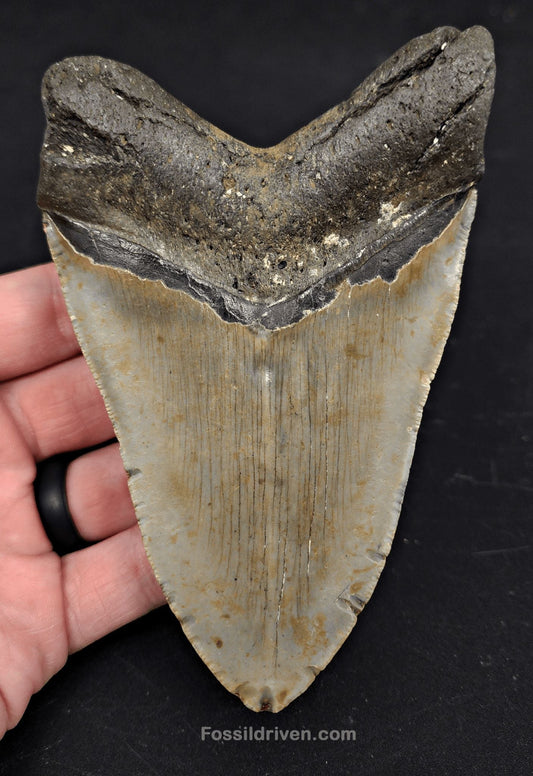 5.07" Fossil Megalodon Tooth - North Carolina | Fossil Driven - Fossil Driven