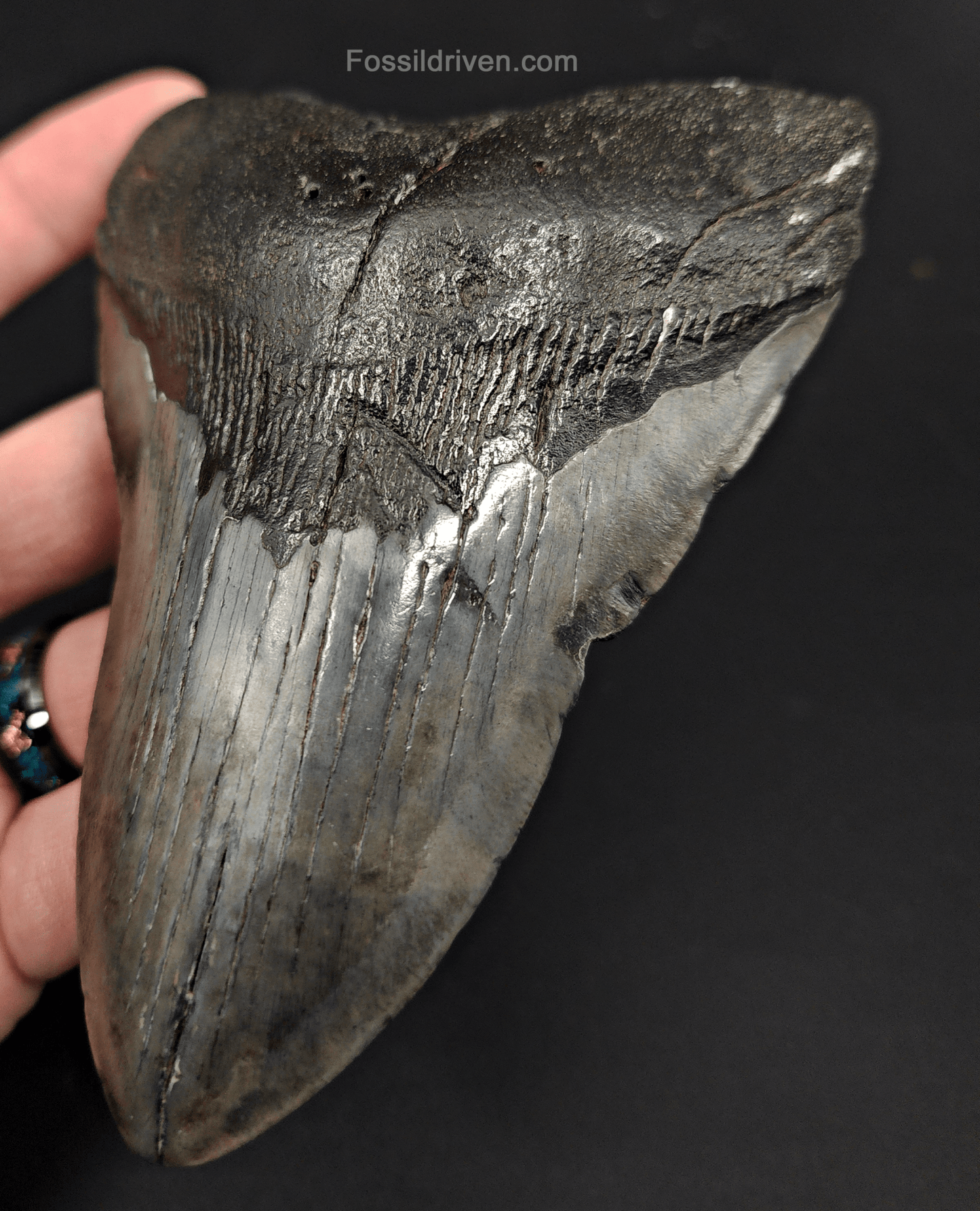5.07" South Carolina Megalodon Tooth - Complete Specimen - Authentic Fossil Shark Tooth - Fossil Driven