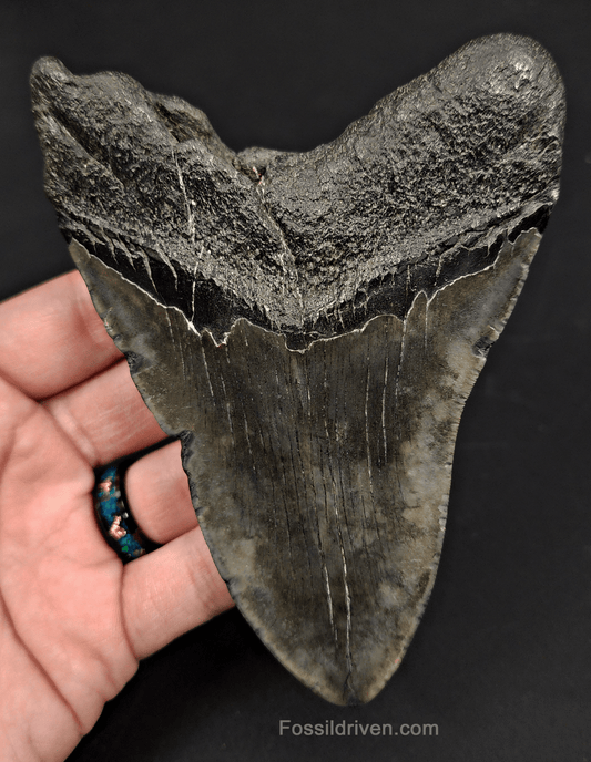 5.07" South Carolina Megalodon Tooth - Complete Specimen - Authentic Fossil Shark Tooth - Fossil Driven