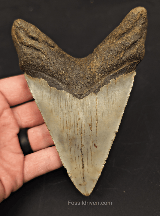 5.11" Fossil Megalodon Tooth for Sale - North Carolina | Fossil Driven - Fossil Driven