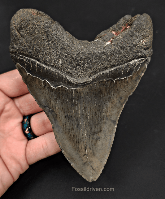 5.11" South Carolina Megalodon Tooth - Complete Specimen - Authentic Fossil Shark Tooth - Fossil Driven