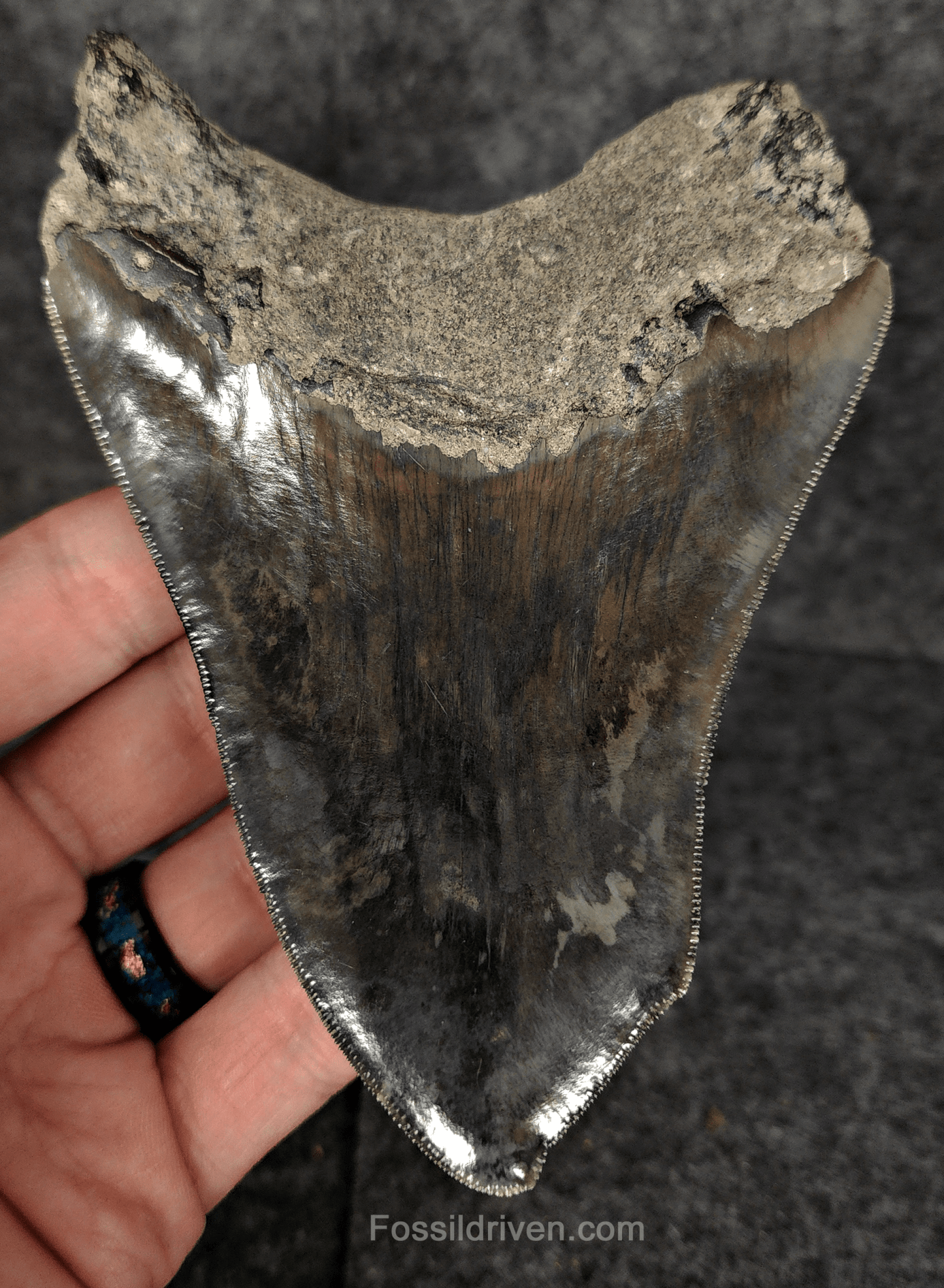 5.12" Fossil Megalodon Tooth - Pathological Fossil from Indonesia - Fossil Driven