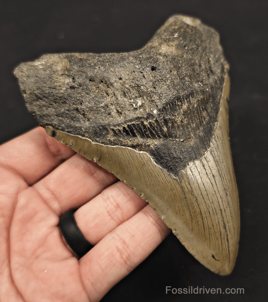 5.19" Fossil Megalodon Tooth - North Carolina | Fossil Driven - Fossil Driven