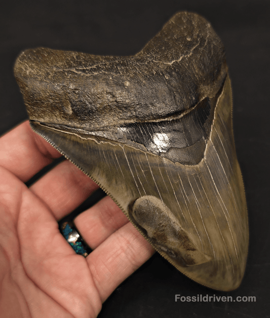 5.21" Georgia Megalodon Tooth - Sharply Serrated - Real Fossil Shark Tooth - Fossil Driven