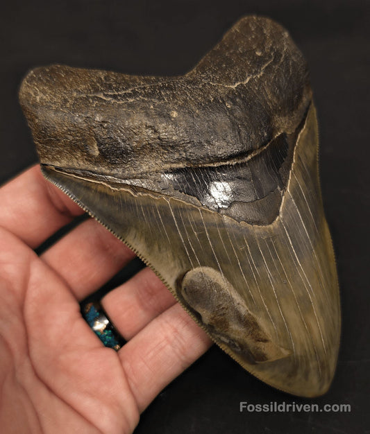 5.21" Georgia Megalodon Tooth - Sharply Serrated - Real Fossil Shark Tooth - Fossil Driven