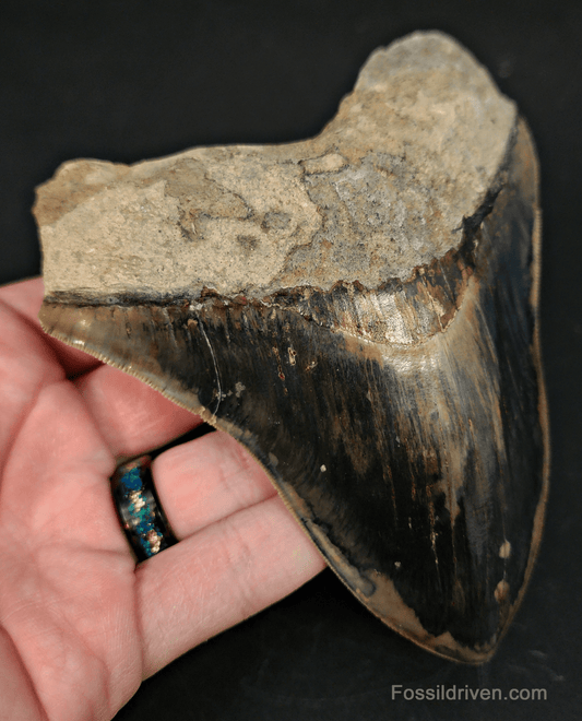5.23" Indonesian Megalodon Tooth - Sharply Serrated - Real Fossil Shark Tooth - Fossil Driven