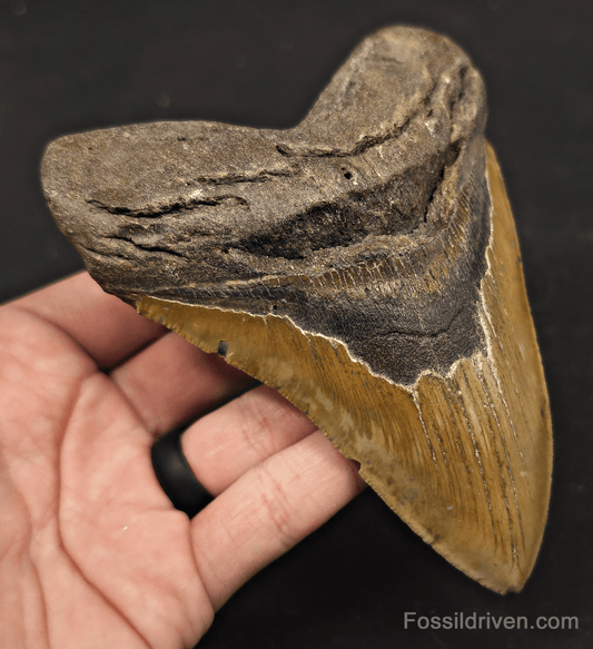 5.33" Fossil Megalodon Tooth - North Carolina | Fossil Driven - Fossil Driven