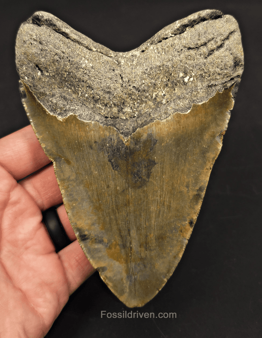 5.36" Fossil Megalodon Tooth - North Carolina | Fossil Driven - Fossil Driven