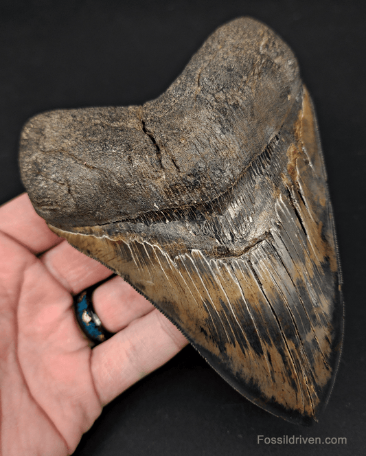 5.42" South Carolina Megalodon Tooth - Sharply Serrated - Restored Fossil Shark Tooth - Fossil Driven