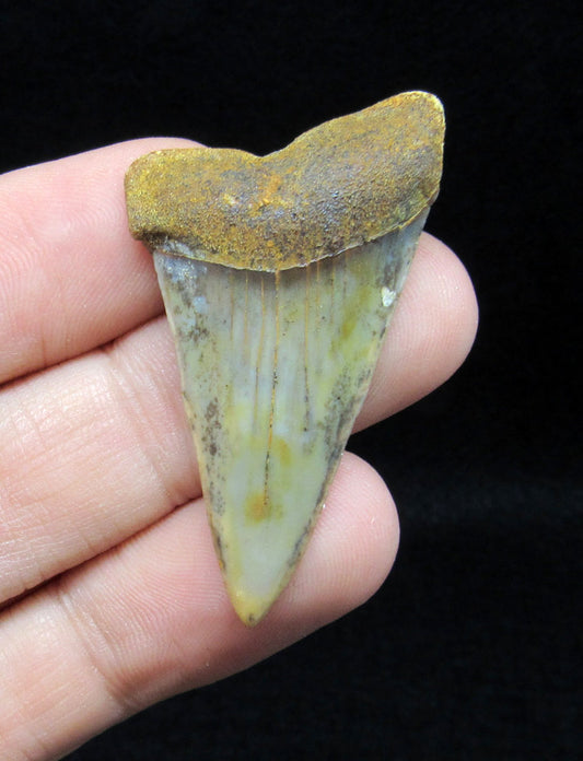 1.79" Fossil Mako Tooth - Sharktooth Hill, California