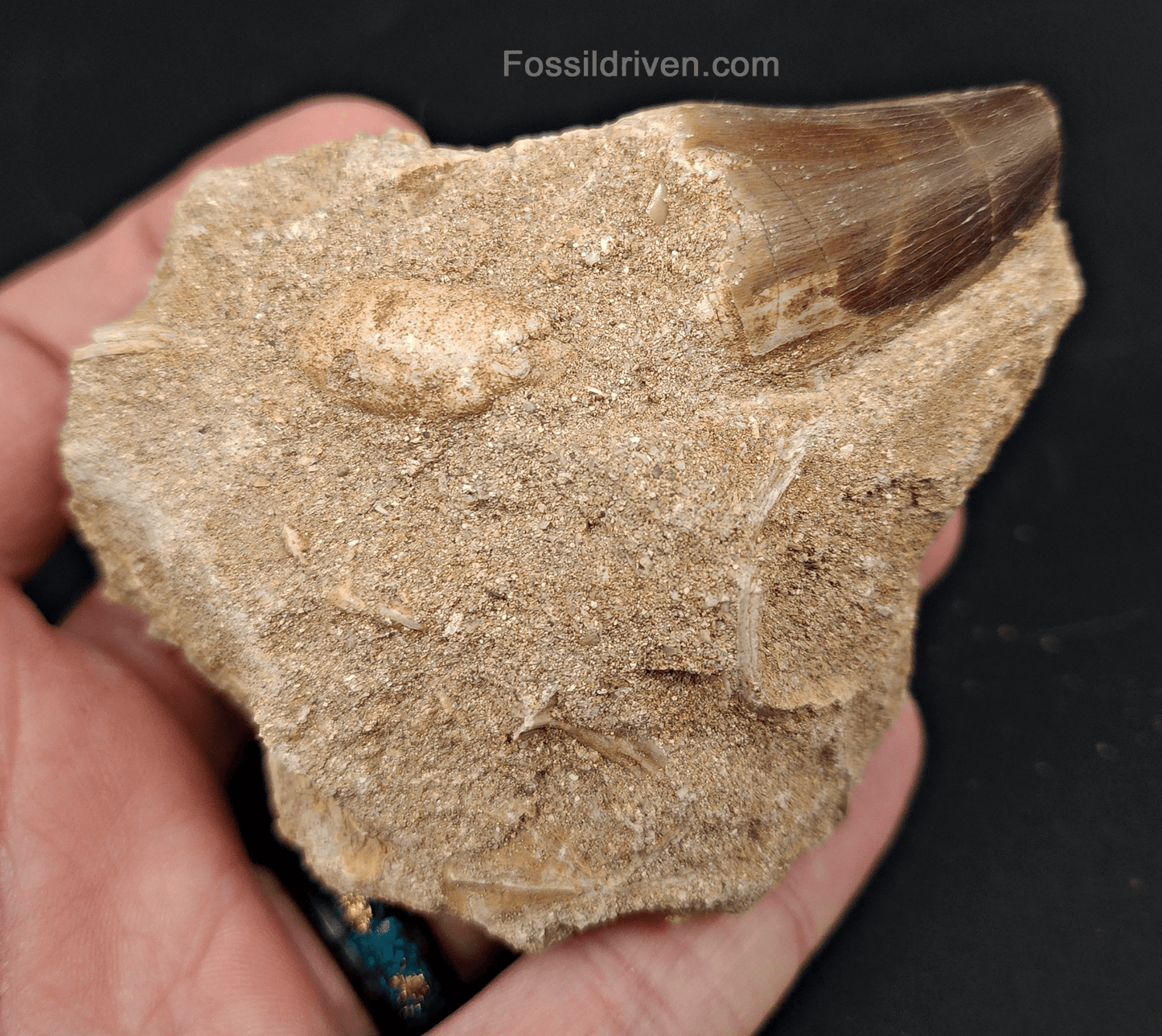 Authentic 1.23" Mosasaur Tooth in Matrix - Morocco - Fossil Driven