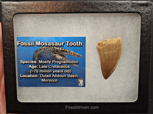 Authentic, 1.31" Mosasaur Tooth - Morocco (Mosa 2112) - Fossil Driven