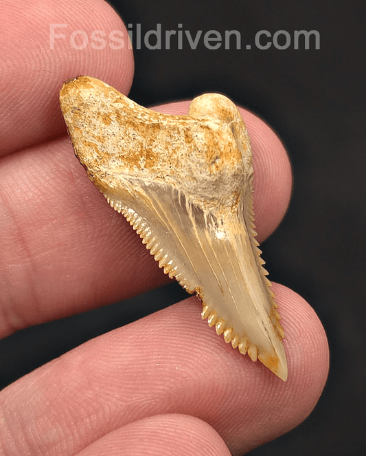 Authentic, 1.35" Fossil Hemipristis Shark Tooth - Java, Indonesia - Fossil Driven