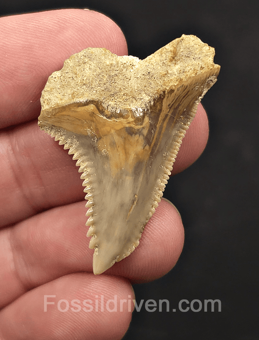 Authentic, 1.55" Fossil Hemipristis Shark Tooth - Java, Indonesia - Fossil Driven