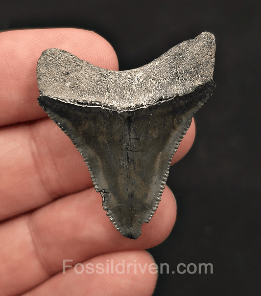 Authentic, 1.61" Megalodon Tooth - Bone Valley, Florida - Fossil Driven