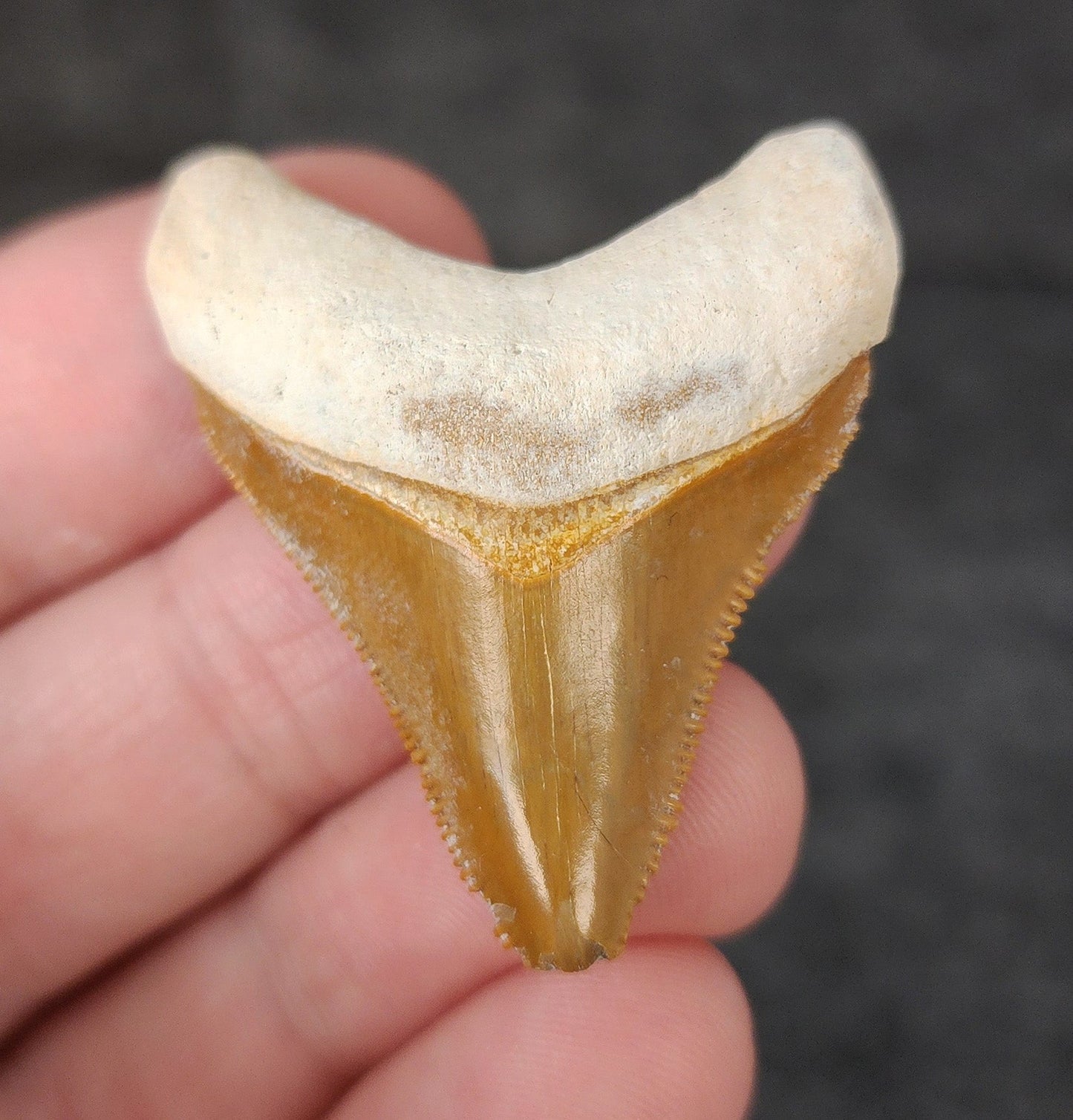Authentic, 1.65" Fossil Megalodon Tooth - Bone Valley, Florida - Fossil Driven