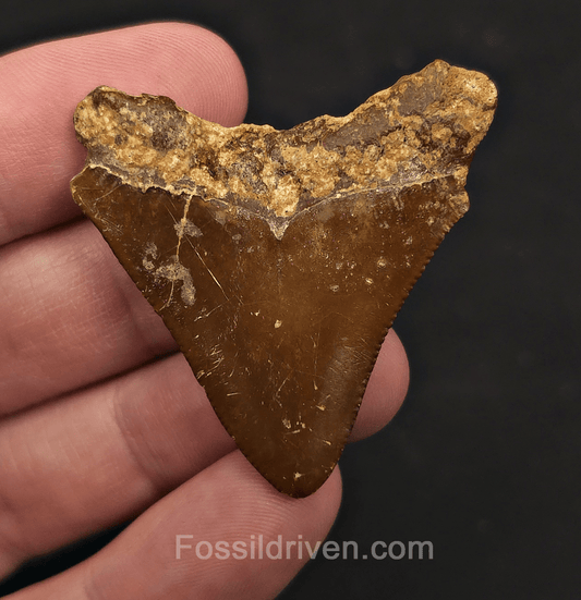 Authentic, 1.79" Megalodon Tooth - Indonesia - Fossil Driven