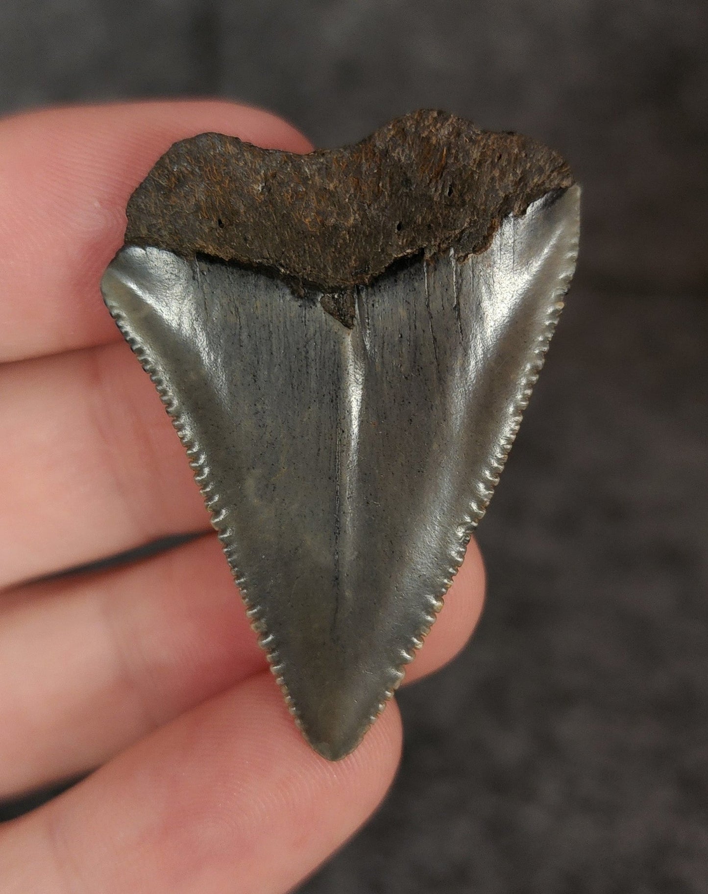 Authentic, 1.80" Fossil Great White Tooth - South Carolina - Fossil Driven