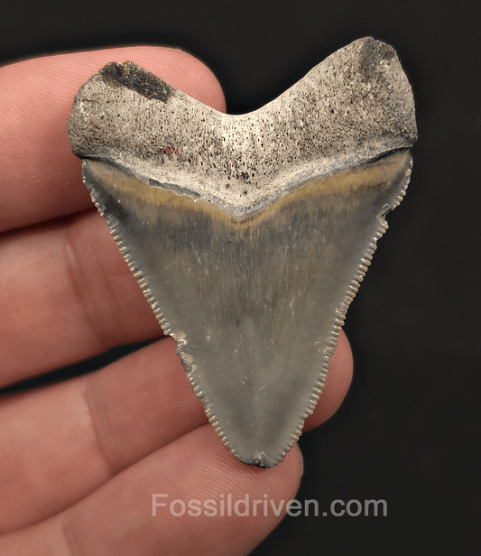 Authentic, 1.84" Megalodon Tooth - Bone Valley, Florida - Fossil Driven