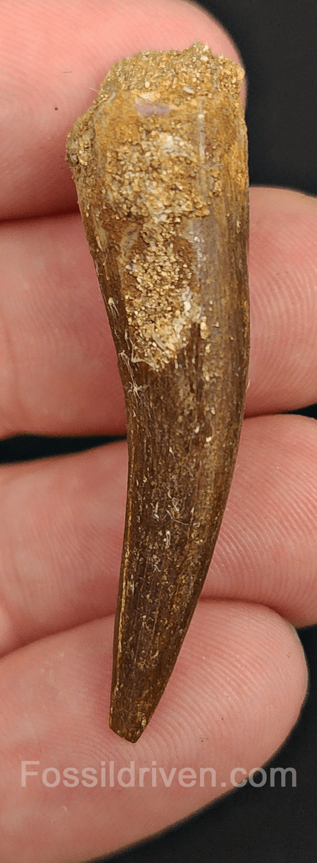 Authentic, 1.84" Plesiosaur Tooth - Morocco - Fossil Driven