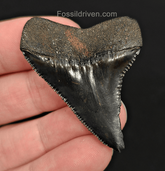 Authentic, 1.97" Fossil Great White Tooth - South Carolina - Fossil Driven