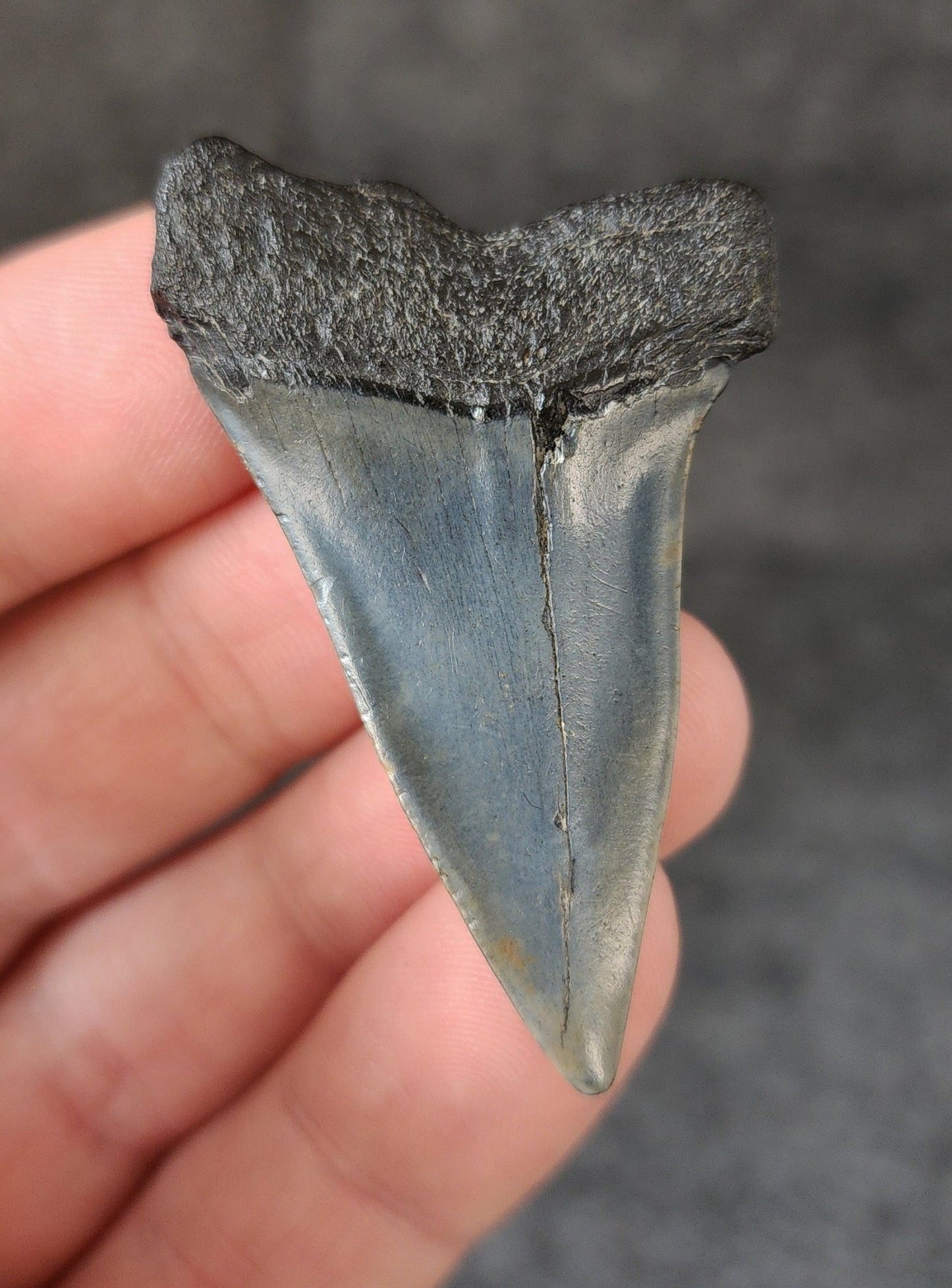 Authentic, 2.04" Fossil Mako Tooth - South Carolina - Fossil Driven