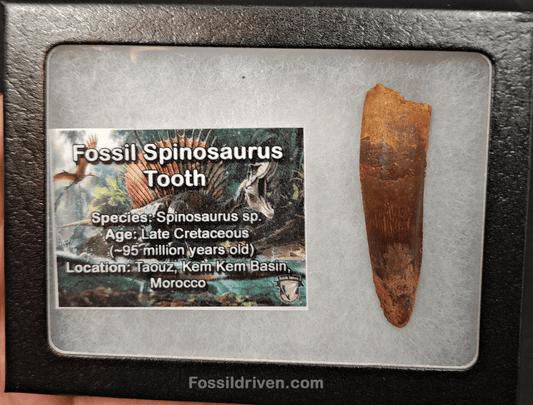 Authentic, 2.12" Spinosaurus Tooth - Real Dinosaur Tooth - Fossil Driven