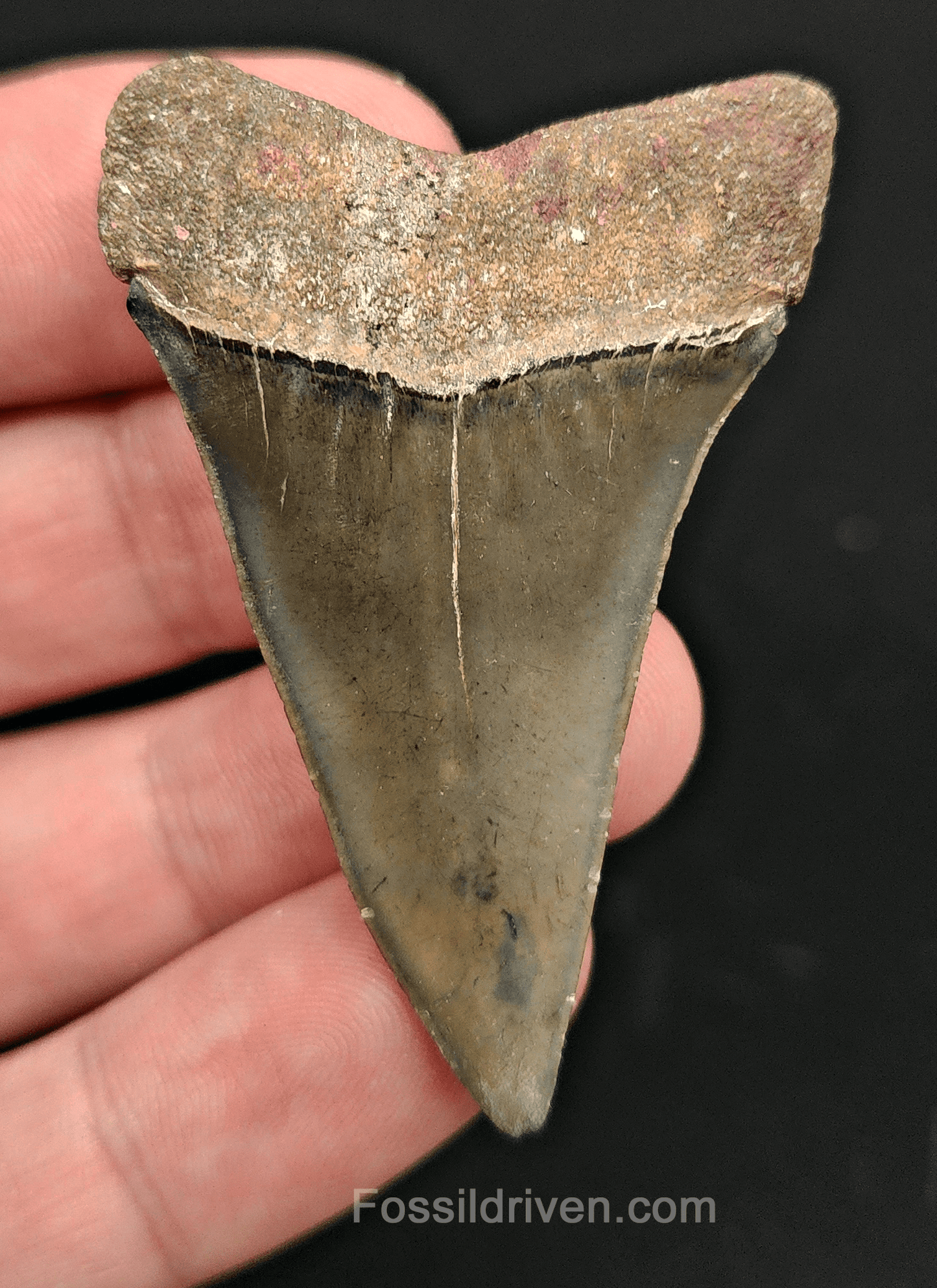 Authentic, 2.16" Fossil Mako Tooth - Golden Beach, Florida - Fossil Driven