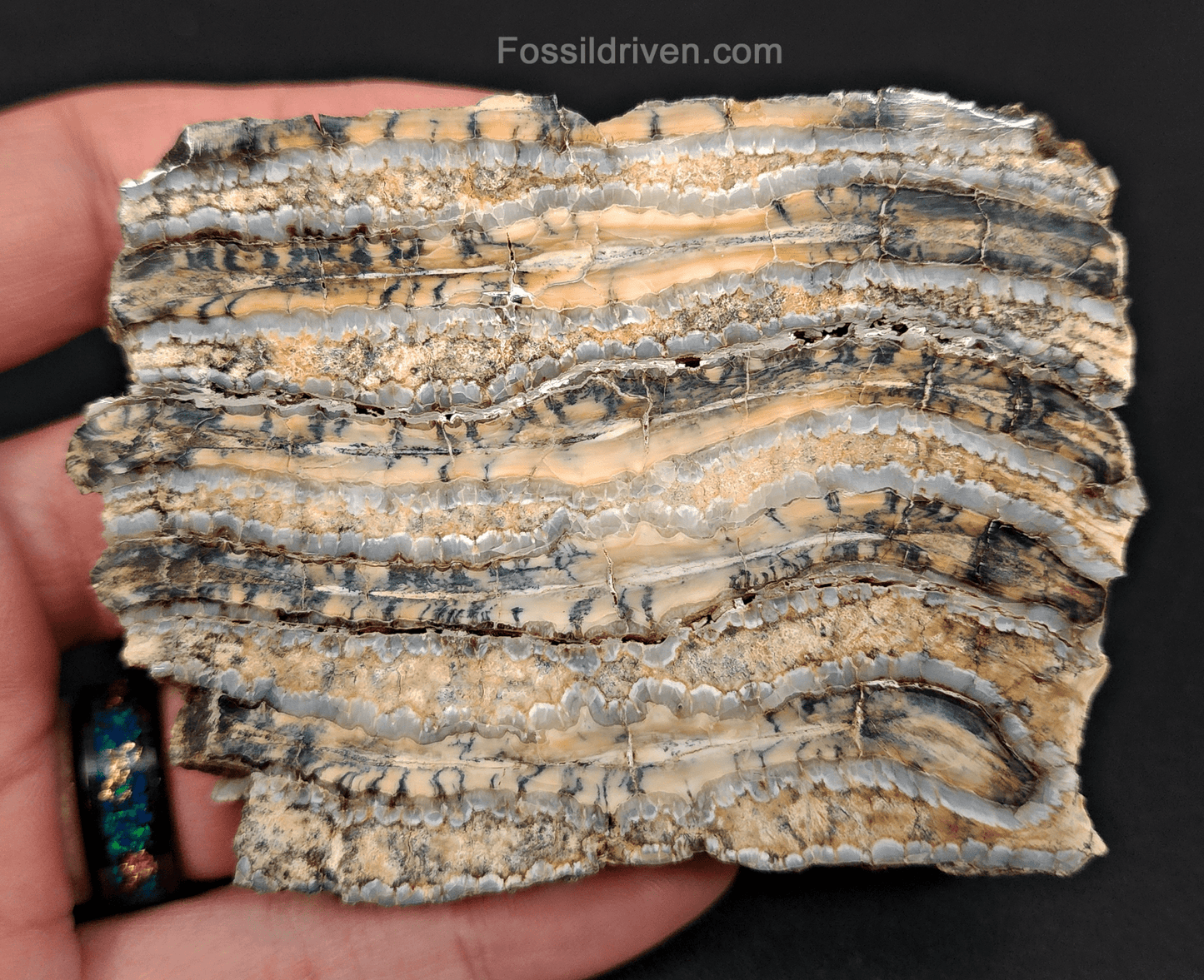 Authentic, 2.60" Polished Mammoth Tooth Slice - South Carolina - Fossil Driven